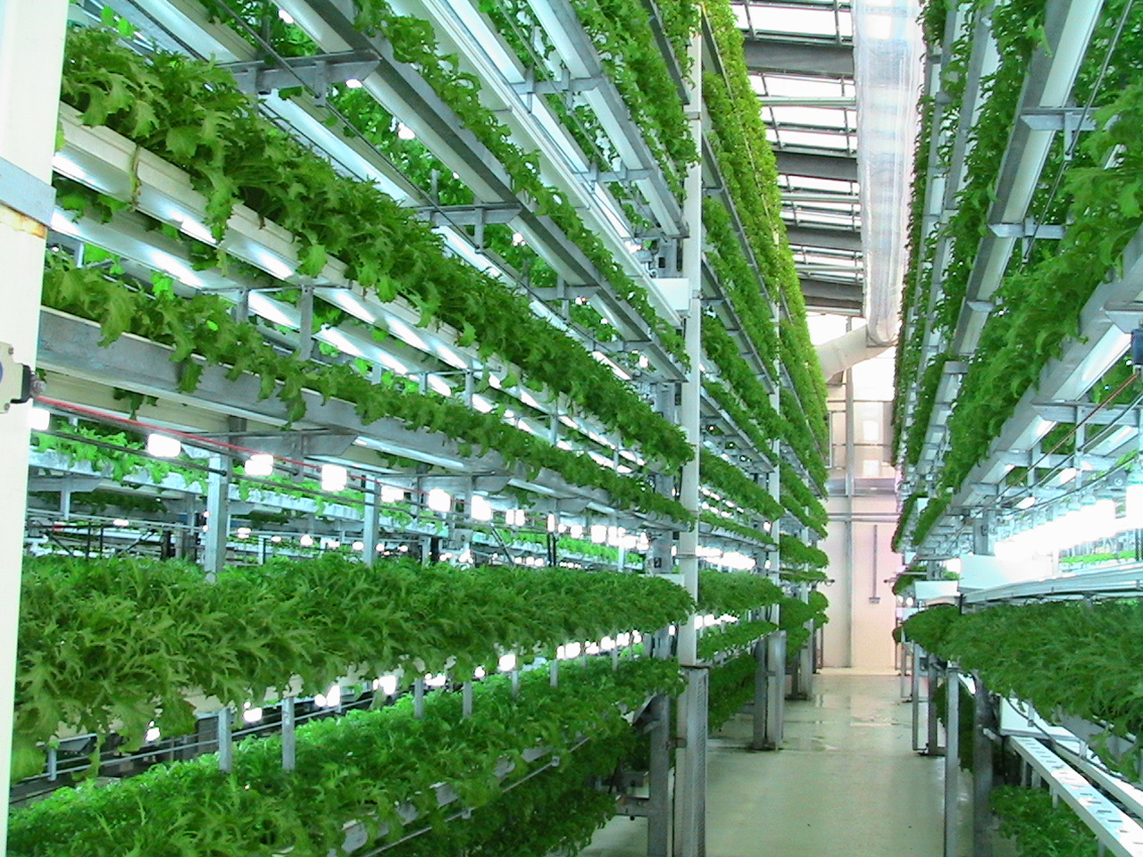Sistem for aquaponic: Aquaponics vegetables hydroponics 