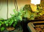 an-insight-into-hydroponics